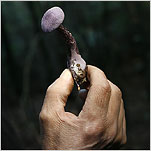 What France�s Diners Crave